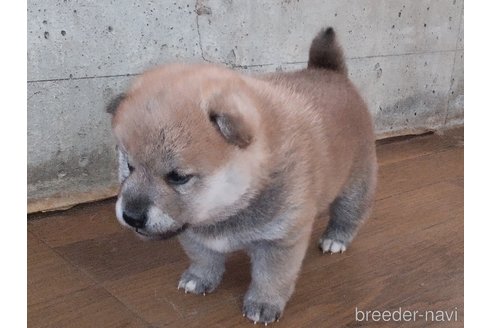 成約済の秋田県の柴犬-316952の2枚目